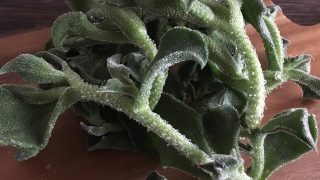 アイスプラント ice plant