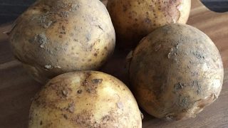 ジャガイモ（とうや） Toya potato