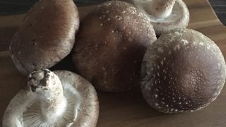 シイタケ shiitake mushroom