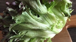 赤フリルレタス red frillice lettuce